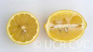 Interdonato Lemon Budwood citrus plant material online shopping