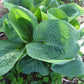 Millennium Hosta Plants online shopping