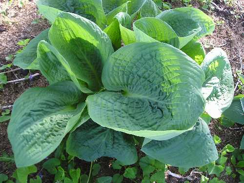 Millennium Hosta Plants online shopping