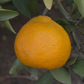 Miyagawa Satsuma Mandarin Budwood citrus plant material online shopping