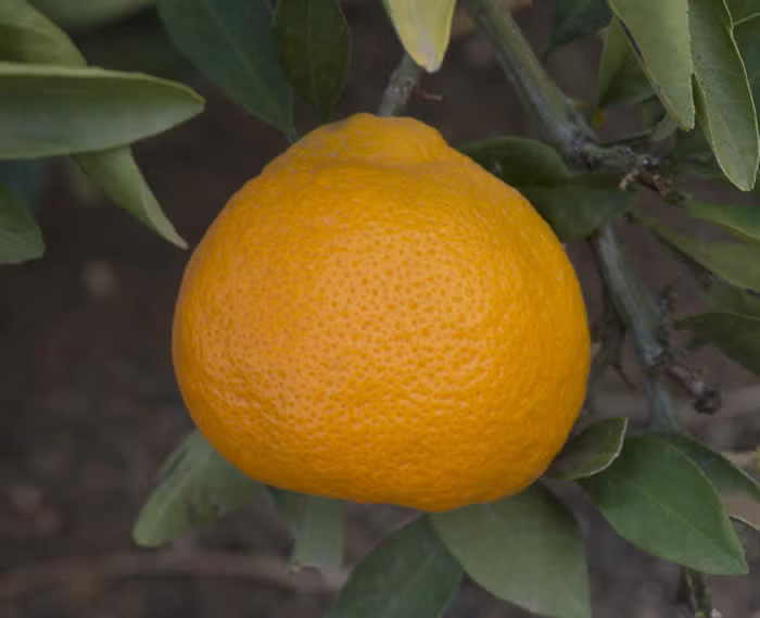 Miyagawa Satsuma Mandarin Budwood citrus plant material online shopping