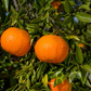 Rubidoux Mandarin Budwood citrus plant material online shopping