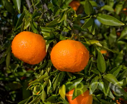 Rubidoux Mandarin Budwood citrus plant material online shopping
