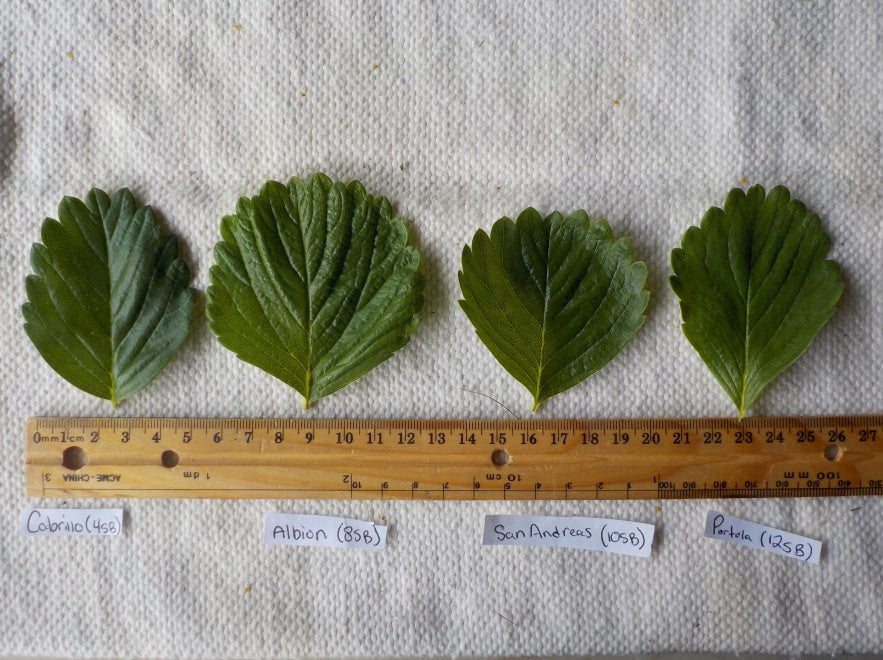 Cabrillo Day Neutral Strawberry