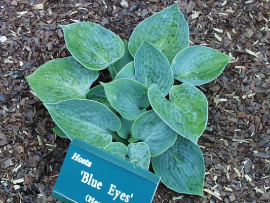 Blue Eyes Hosta