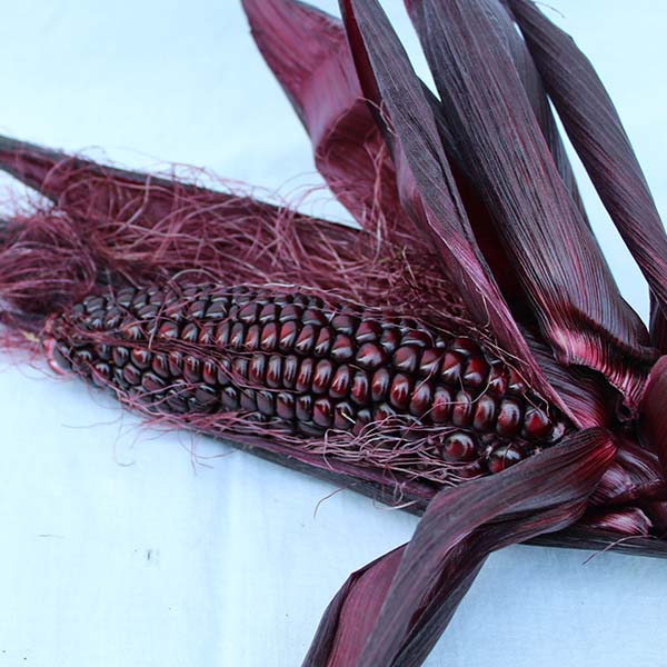 Double Red Corn