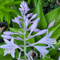 Chanticleer Hosta Plants online shopping