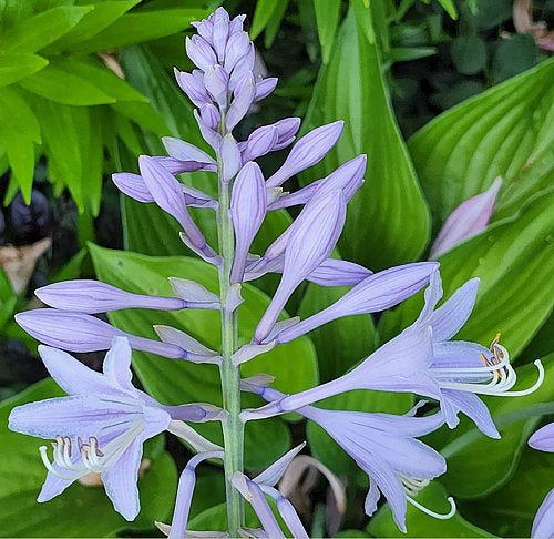 Chanticleer Hosta Plants online shopping