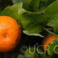 Cleopatra Mandarin Budwood citrus plant material online shopping