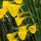 Golden Bells Narcissus Bulbs