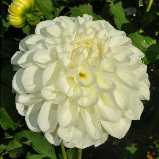 Solo Dahlia