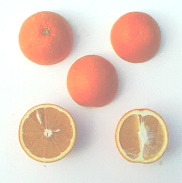 Pineapple Sweet Orange Budwood citrus plant material online shopping