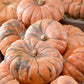 Speckled Hound F1 Pumpkin Seeds online shopping