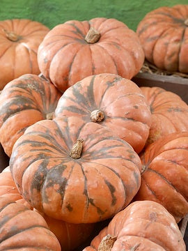 Speckled Hound F1 Pumpkin Seeds online shopping