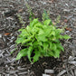 Coconut Custard Hosta Plants online shopping