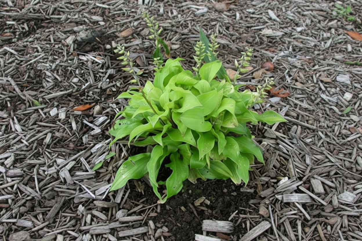 Coconut Custard Hosta Plants online shopping
