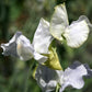 Oban Bay Sweet Pea seeds online shopping