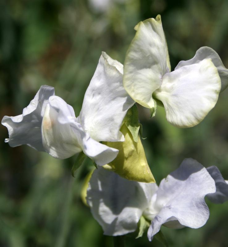 Oban Bay Sweet Pea seeds online shopping