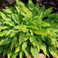 Valley’s Chute The Chute Hosta Plants online shopping