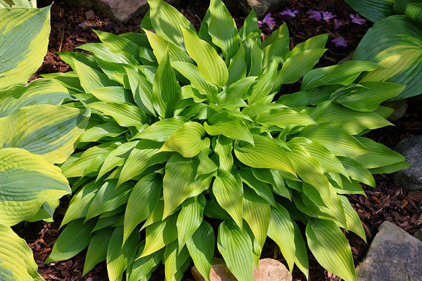 Valley’s Chute The Chute Hosta Plants online shopping