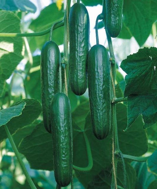 Olympian F1 Cucumber Seeds online shopping
