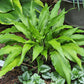 Kempen Waving Shadow Hosta Plants online shopping