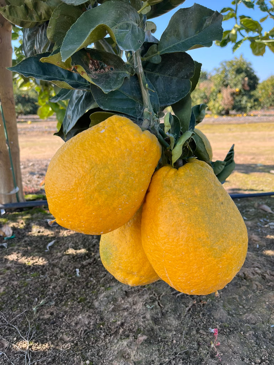 Soheila Citron Hybrid Budwood