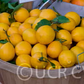 Improved Meyer Lemon Budwood citrus plant material online shopping