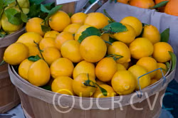 Improved Meyer Lemon Budwood citrus plant material online shopping