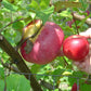 Wolf River Heirloom Biggest Apple Tree