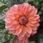 Nicholas Dahlia Plants online shopping