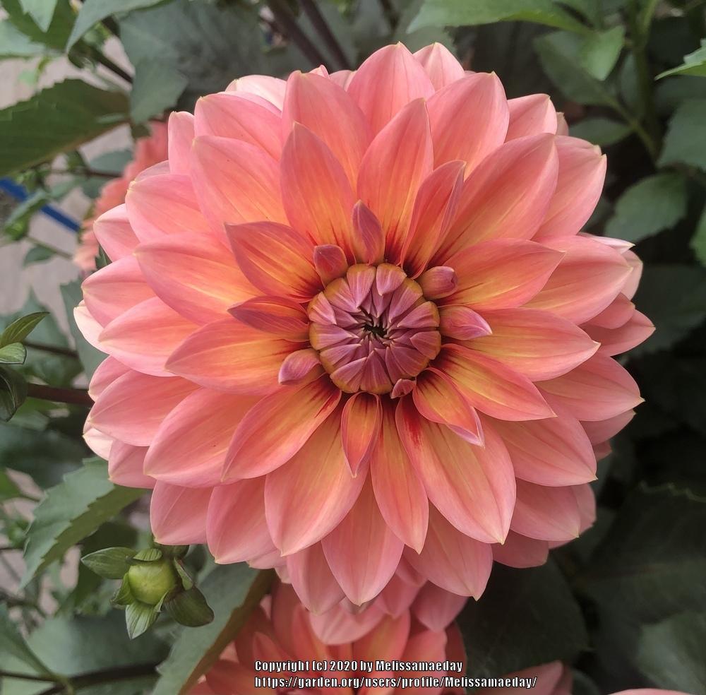 Nicholas Dahlia Plants online shopping