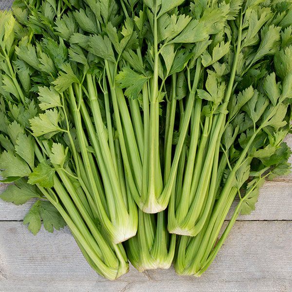 Tango Organic Celery
