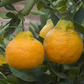 Xie Shan Satsuma Mandarin Budwood citrus plant material online shopping