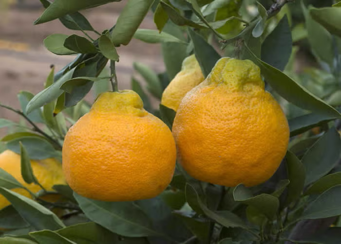 Xie Shan Satsuma Mandarin Budwood citrus plant material online shopping