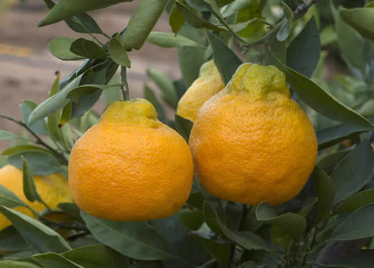 Xie Shan Satsuma Mandarin Budwood citrus plant material online shopping