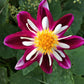 Bumble Rumble Dahlia Plants online shopping