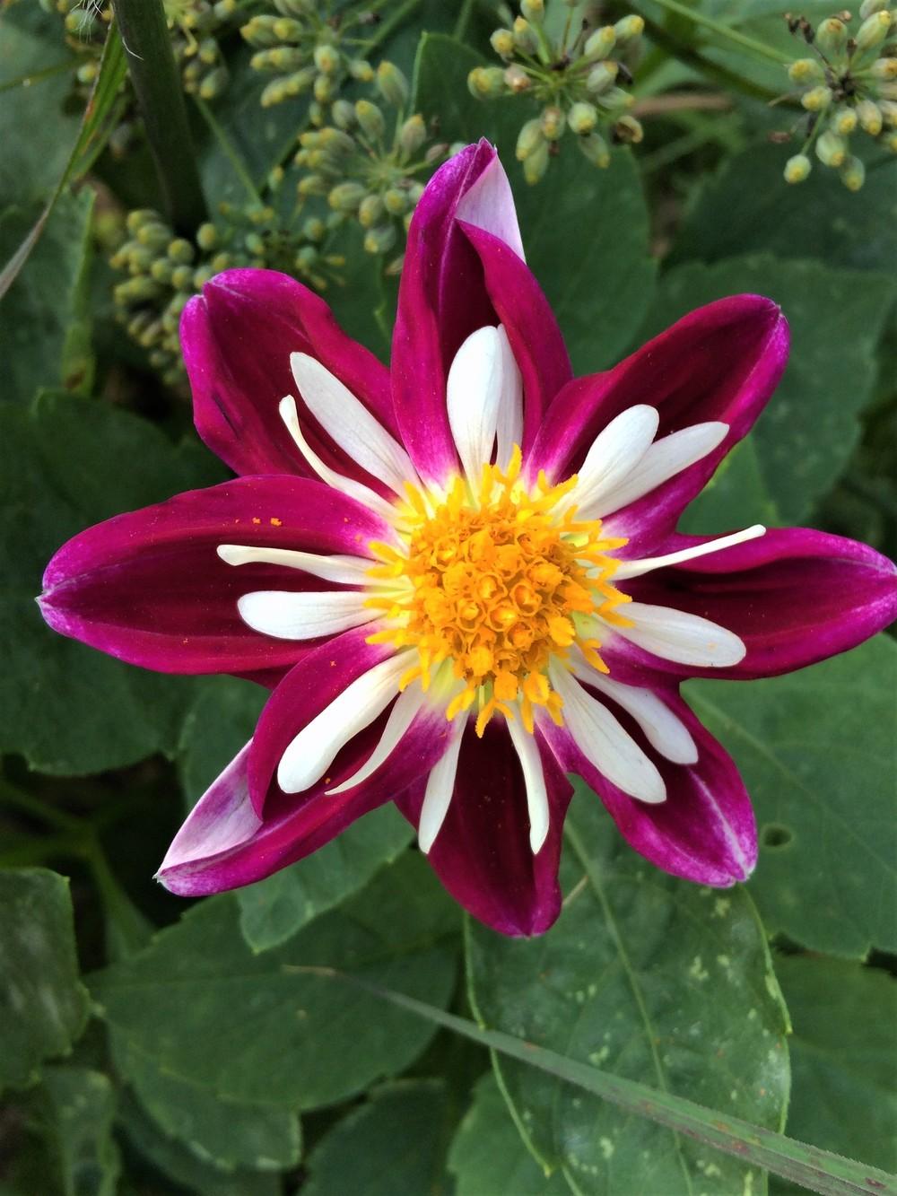 Bumble Rumble Dahlia Plants online shopping