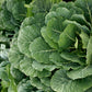 Top Bunch 2.0 F1 Collards
