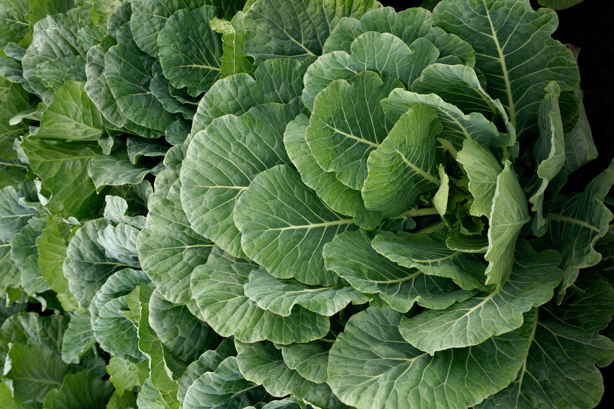 Top Bunch 2.0 F1 Collards