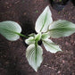 Zebra Stripes Hosta Plants online shopping