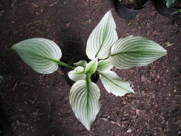 Zebra Stripes Hosta Plants online shopping