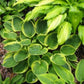 Lakeside Legal Tender Hosta Plants online shopping