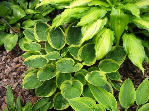 Lakeside Legal Tender Hosta Plants online shopping