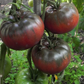 Black Krim Organic Tomato