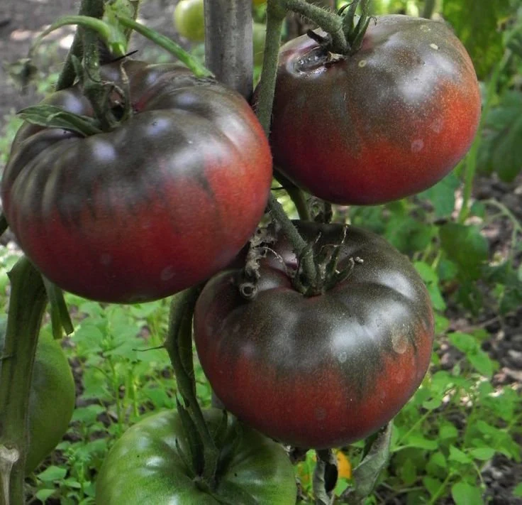 Black Krim Organic Tomato