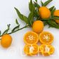 Honey Mandarin Budwood citrus plant material online shopping