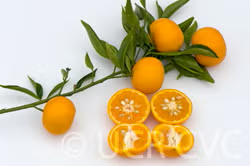 Honey Mandarin Budwood citrus plant material online shopping