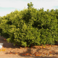 SRA 337 US Furr Mandarin Budwood citrus plant material online shopping
