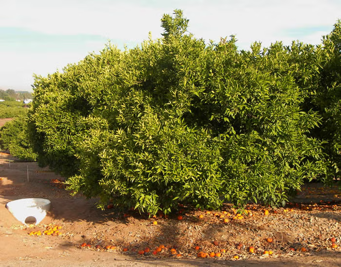 SRA 337 US Furr Mandarin Budwood citrus plant material online shopping